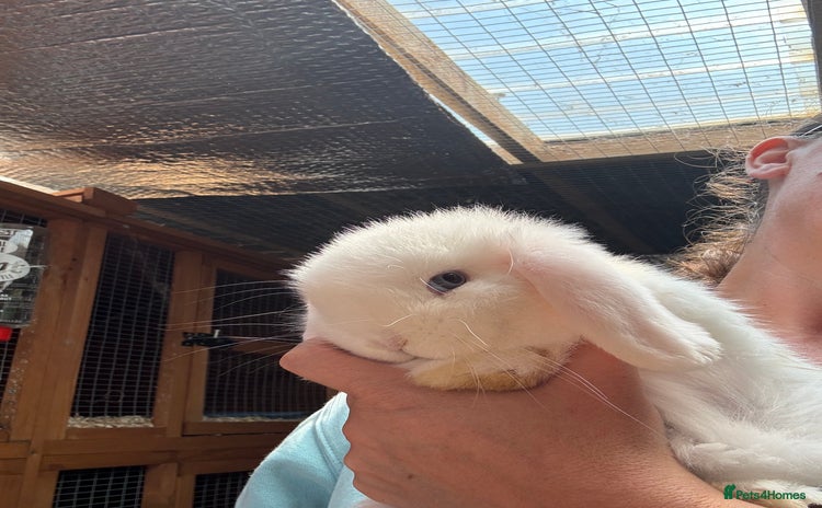 Dwarf Lop rabbits - Advert 4