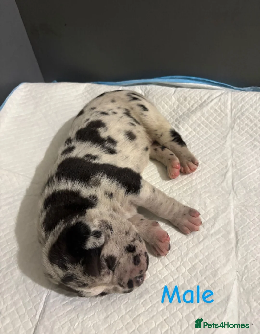 Mixed Breed dogs for sale: Stunning litter of 7 Presa Canario X Bandog - Advert 13