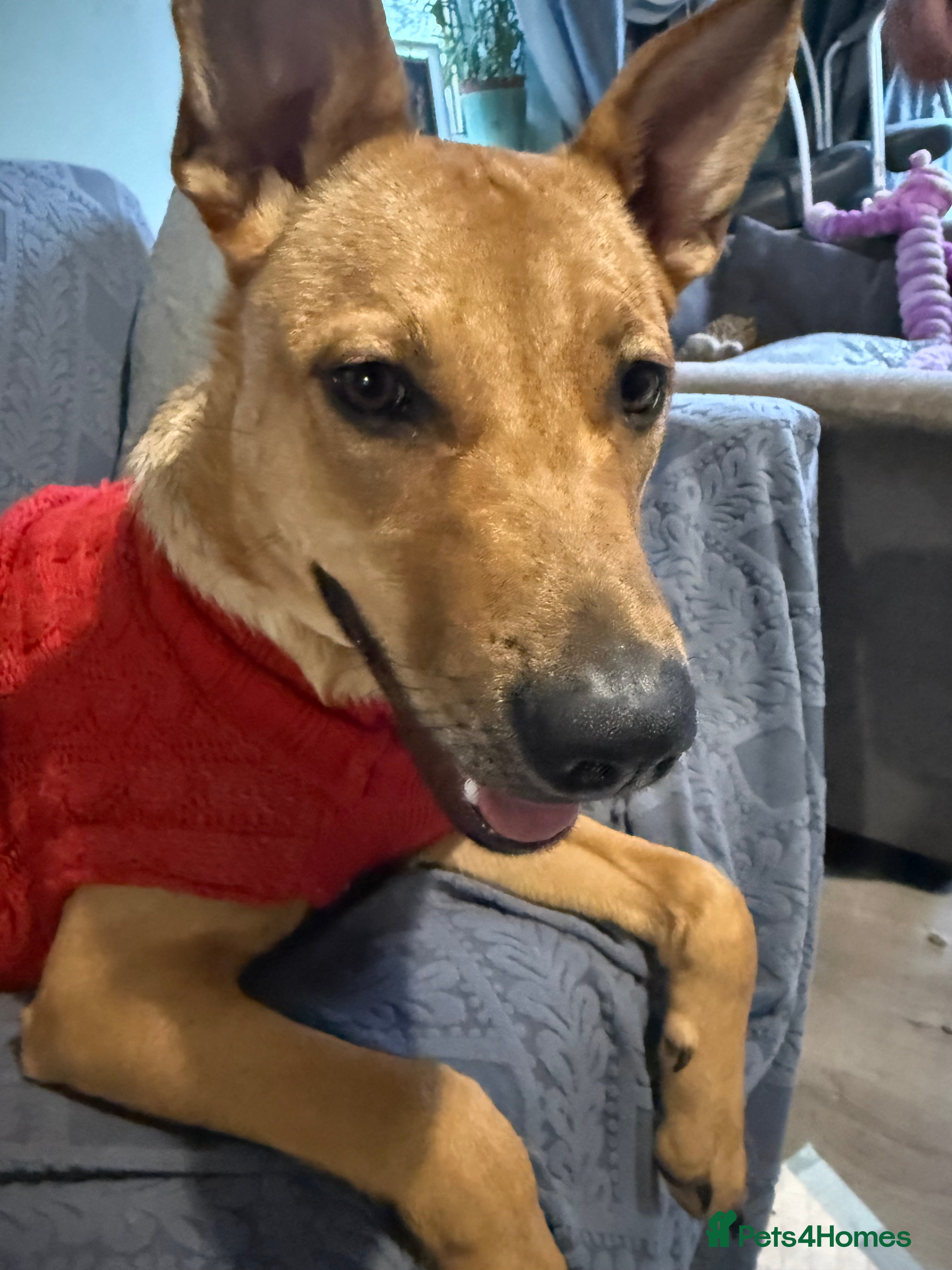 Mixed Breed dogs German Shepherd X staffy young girl - Advert 1