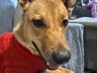 Mixed Breed dogs German Shepherd X staffy young girl - Advert 1