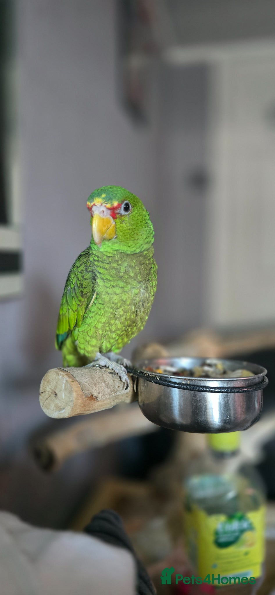 Parrots birds Pickles - Advert 3