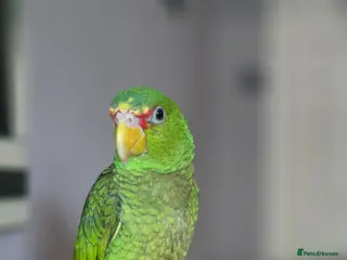 Parrots birds Pickles - Advert 6