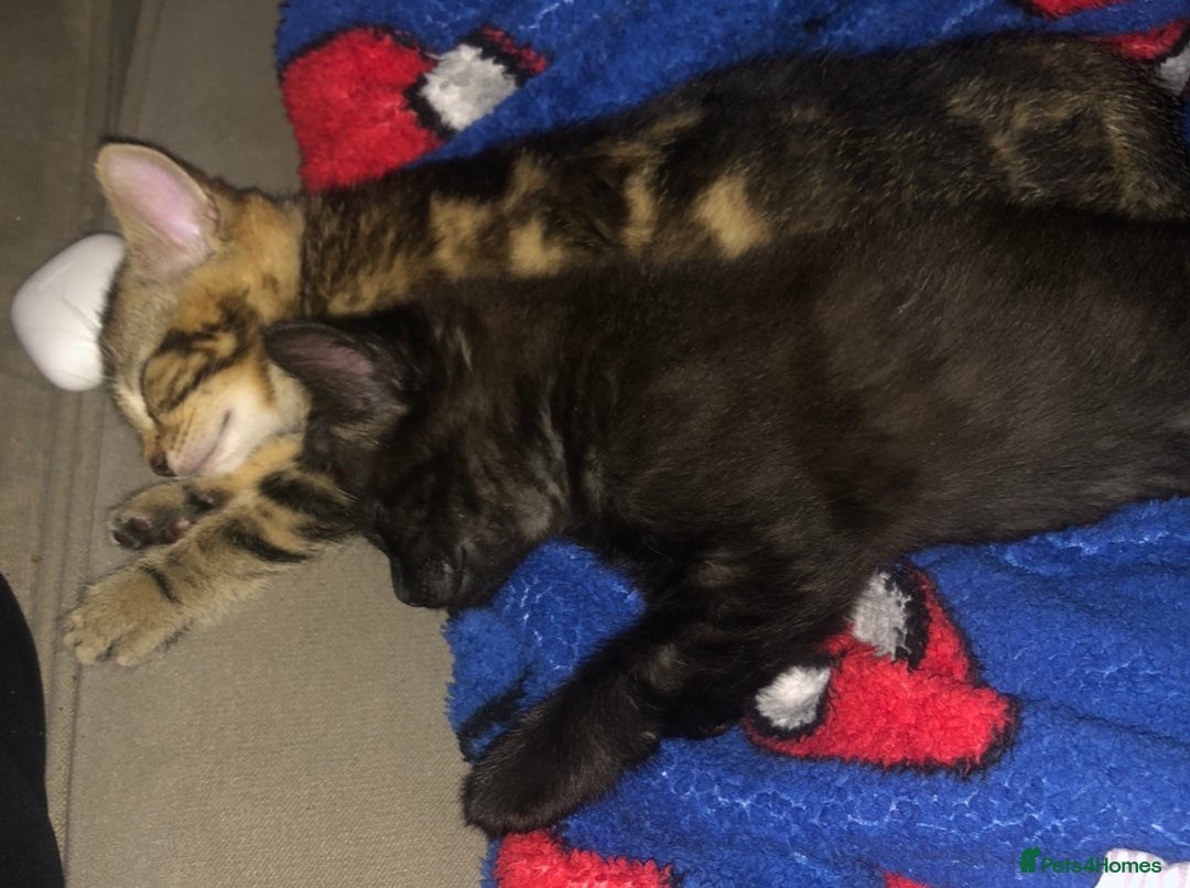 Bombay cats for sale: 🐾🌟tow lovely boys lefted🌟🐾 - Image 7