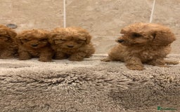 Mixed Breed dogs for sale: Toy poodle puppies  - Image 5