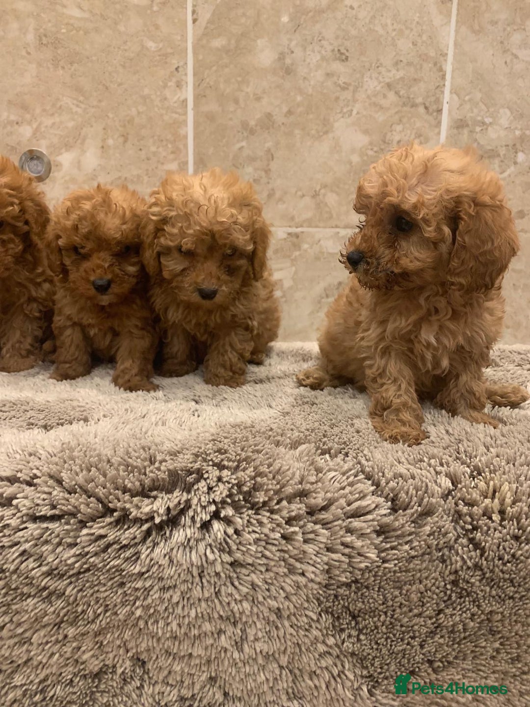 Mixed Breed dogs for sale: Toy poodle puppies  - Image 5