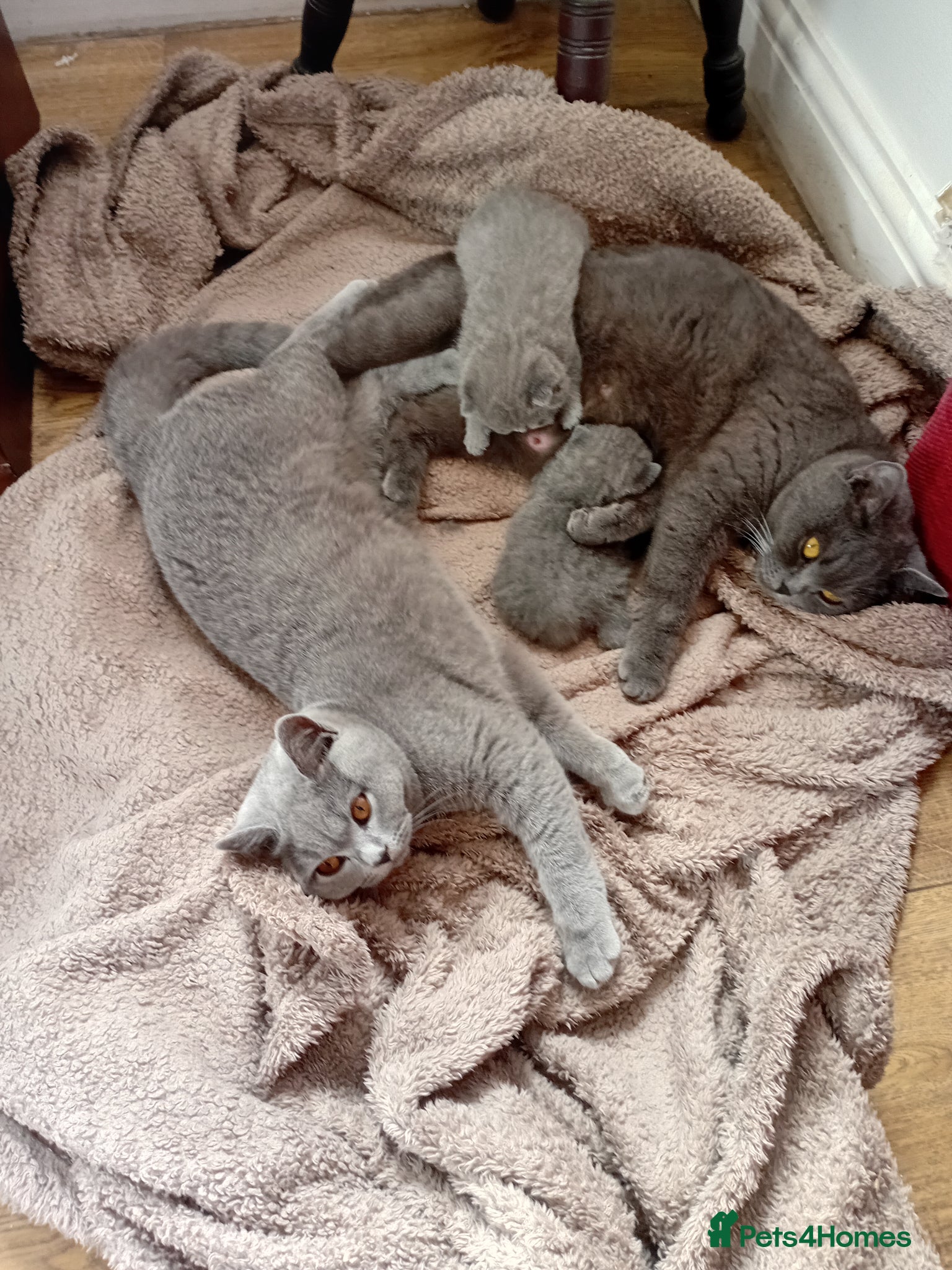 British Shorthair cats BSH PEDIGREE BEAUTIFUL BOY AND GIRL - Advert 1