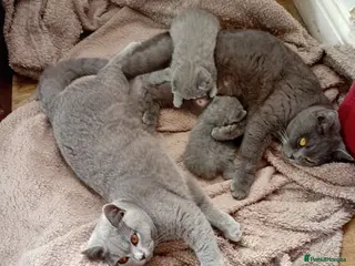 British Shorthair cats BSH PEDIGREE BEAUTIFUL BOY AND GIRL - Advert 15