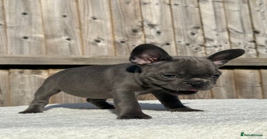 French Bulldog dogs - Advert 10