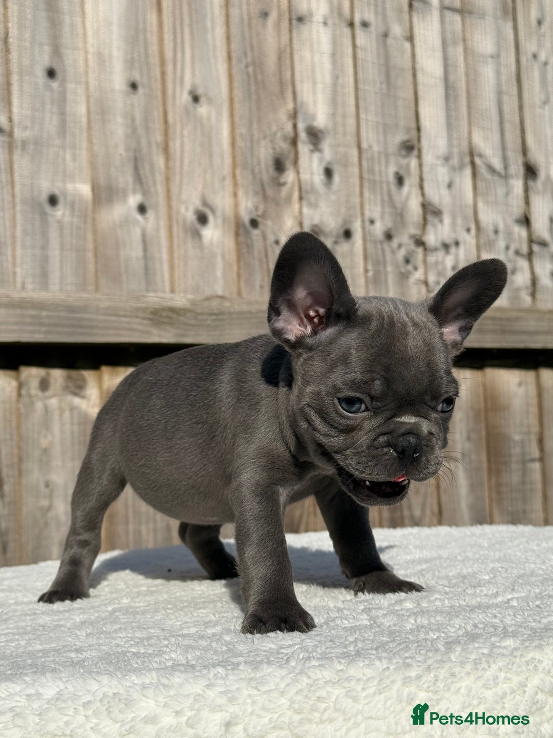 French Bulldog dogs for sale: Miss White X Kastro  - Image 2
