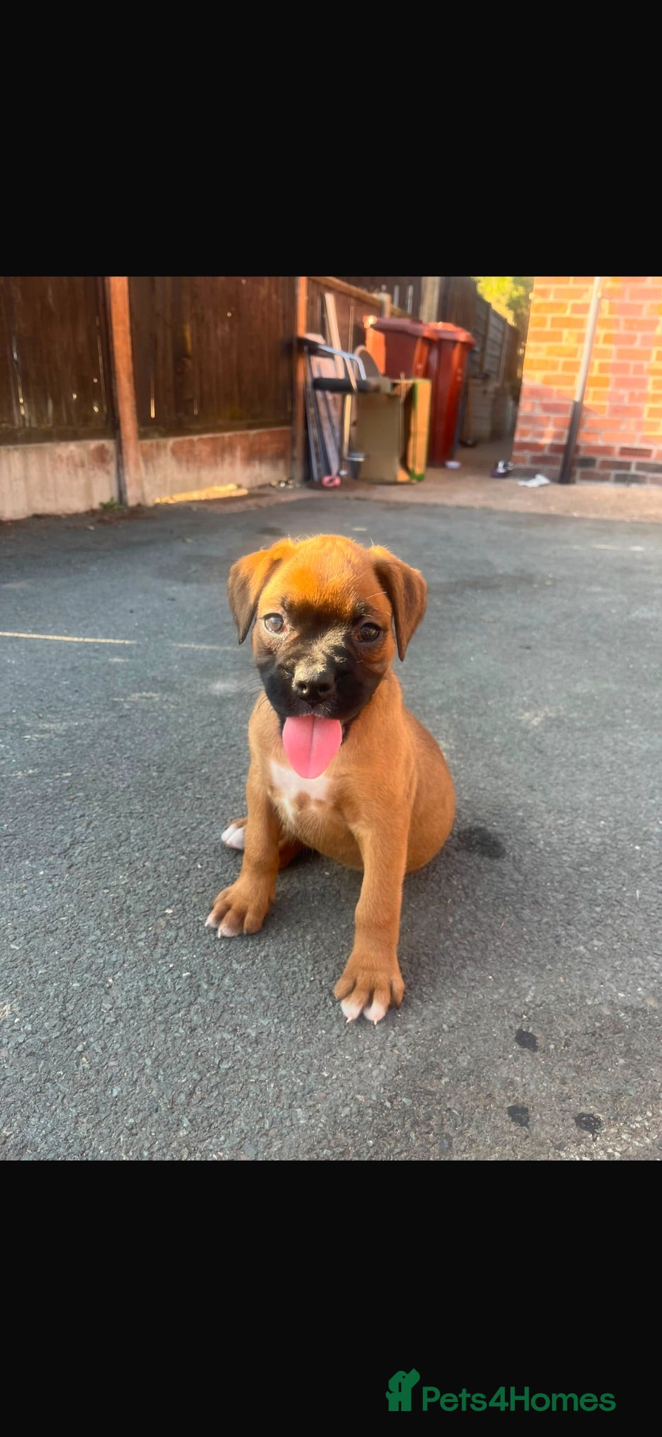 Boxer dogs Beautiful boxer puppy 🐶❤️ - Advert 1