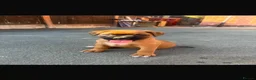Boxer dogs for sale: Beautiful  boxer puppies 🐶❤️ - Advert 4