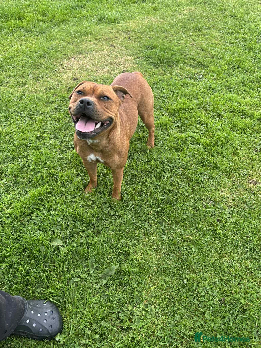 Staffordshire Bull Terrier dogs for sale: Stunning red dog puppies  - Advert 1