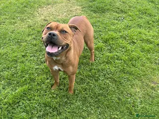 Staffordshire Bull Terrier dogs Stunning red dog puppies - Advert 6