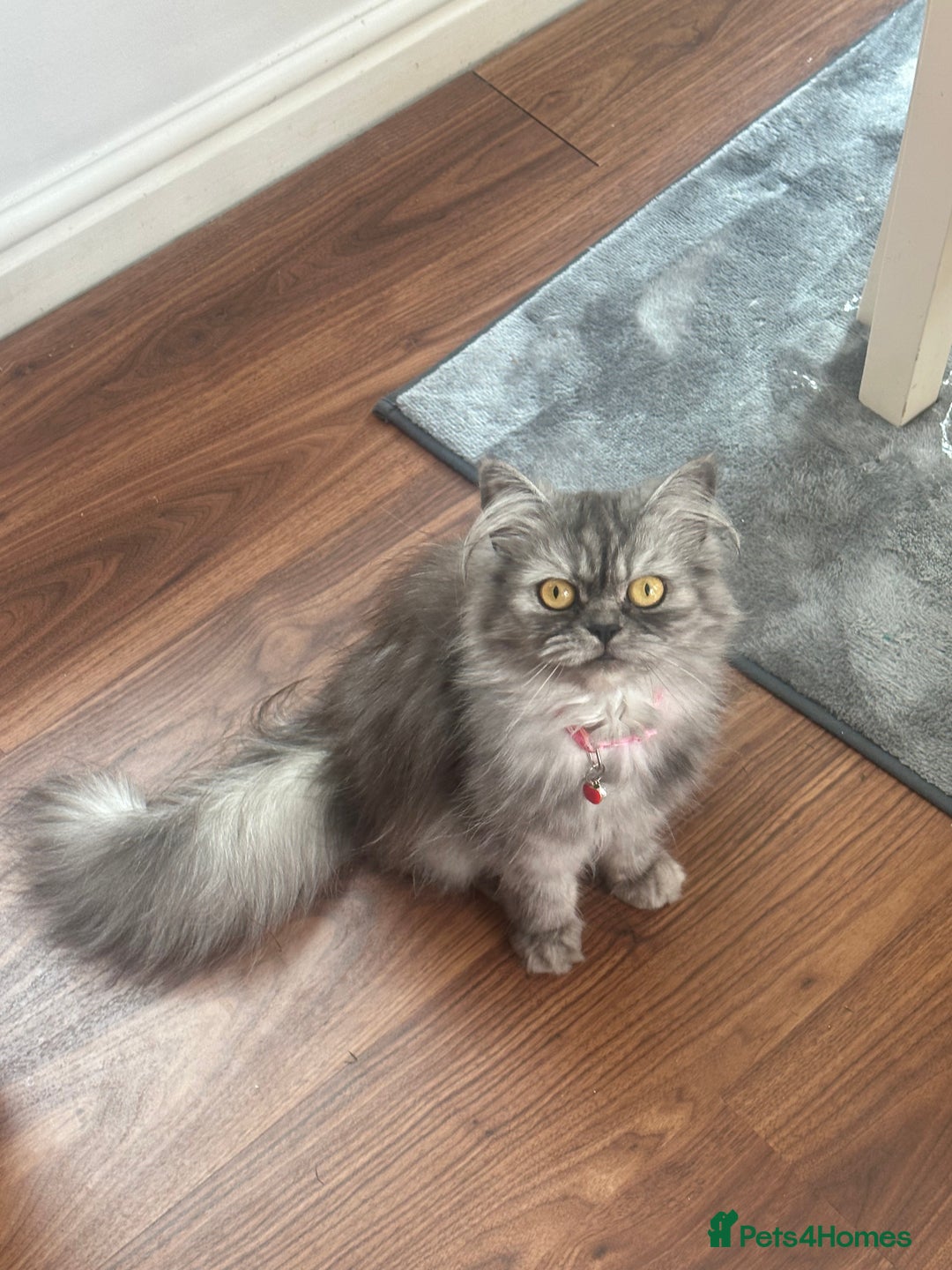 Persian cats for sale: Persian x British shorthair  - Image 6