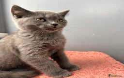 British Shorthair cats for sale: British shorthair kittens - Image 8