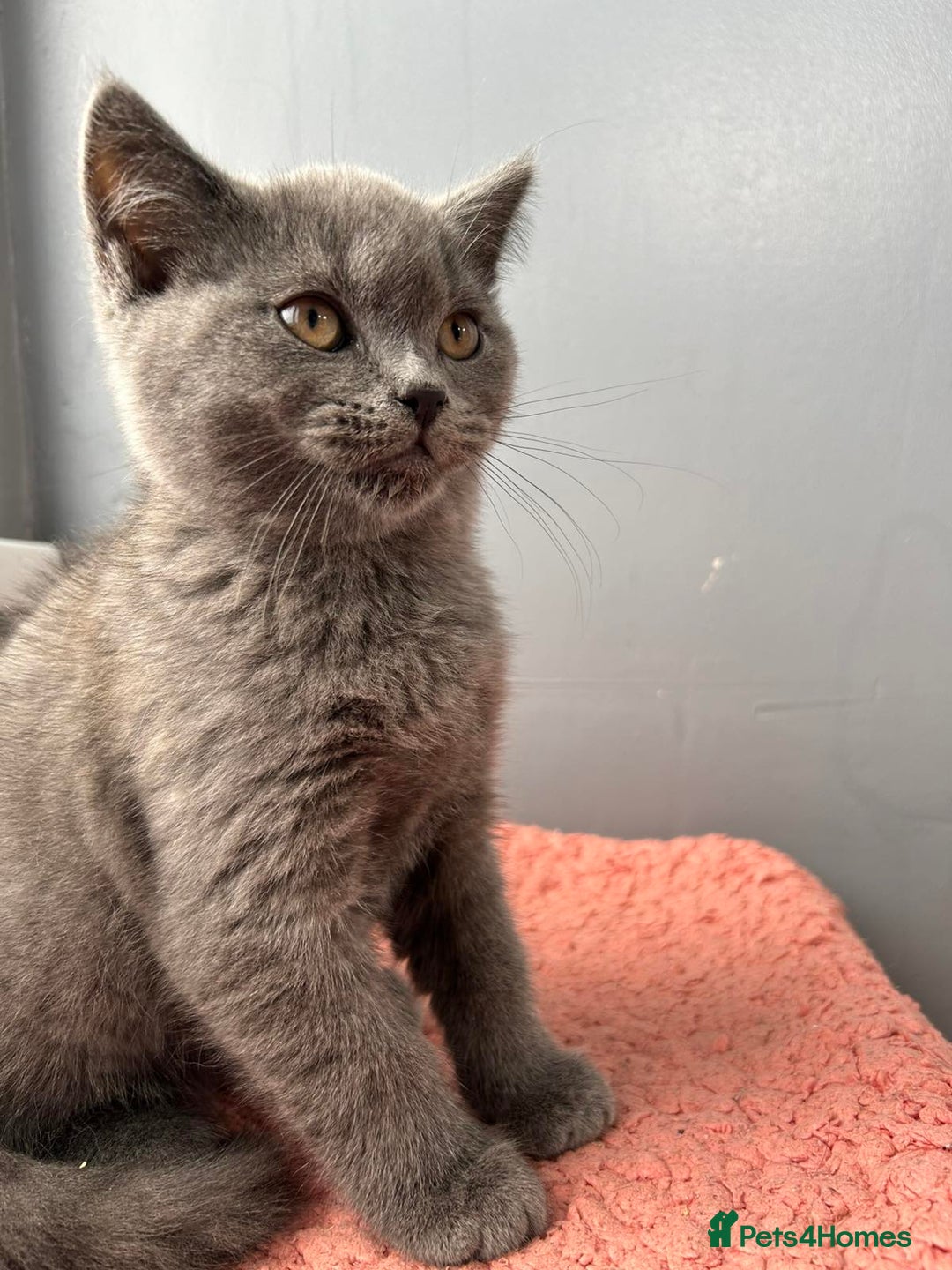 British Shorthair cats for sale: British shorthair kittens - Image 8