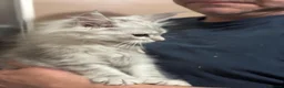 Maine Coon cats for sale: Gorgeous Maine Coon Kittens with GCCF Pedigree  - Advert 4