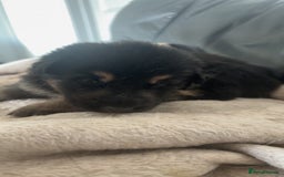 German Shepherd dogs for sale: German shepherd pups - Image 17
