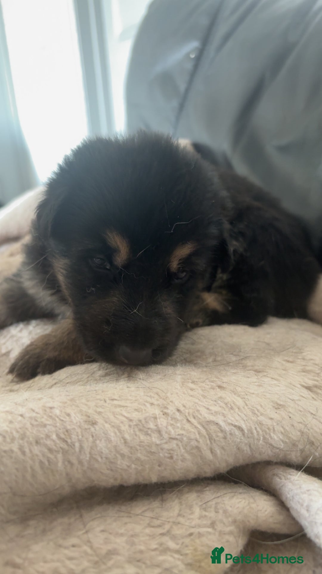 German Shepherd dogs for sale: German shepherd pups - Image 17