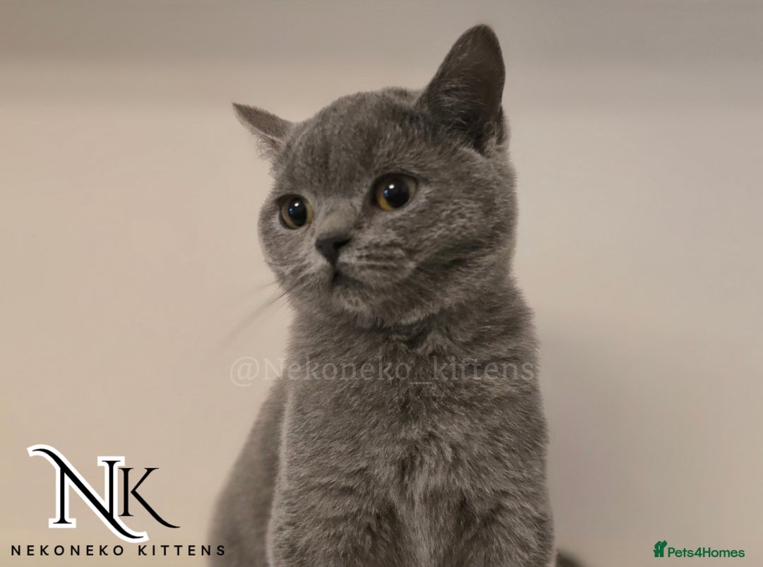 British Shorthair cats for sale: GORGEOUS GCCF REG TEDDYS 🐻🧸 READY TO LEAVE ❗️❗️ - Image 22
