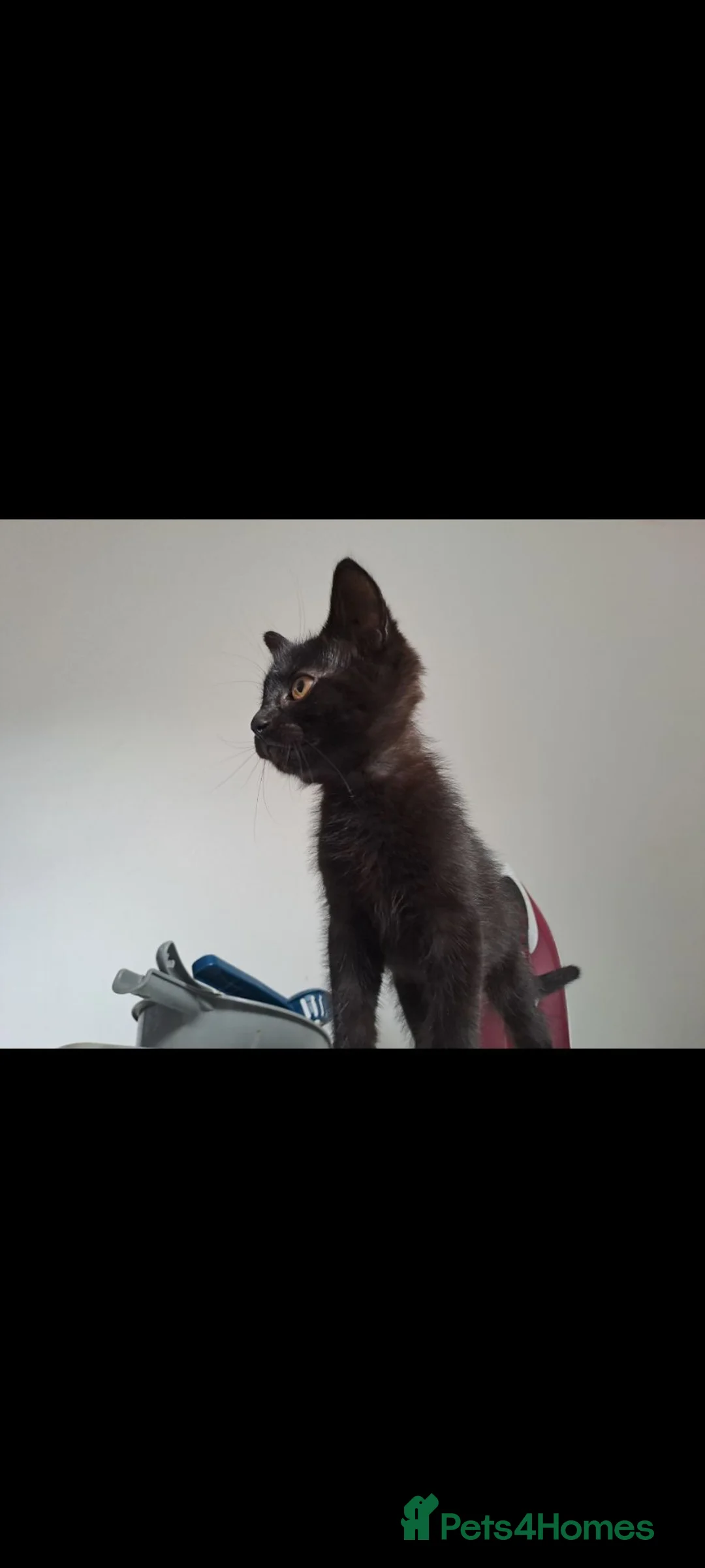 Mixed Breed cats for sale: 3 kittens ready to go  - Advert 2