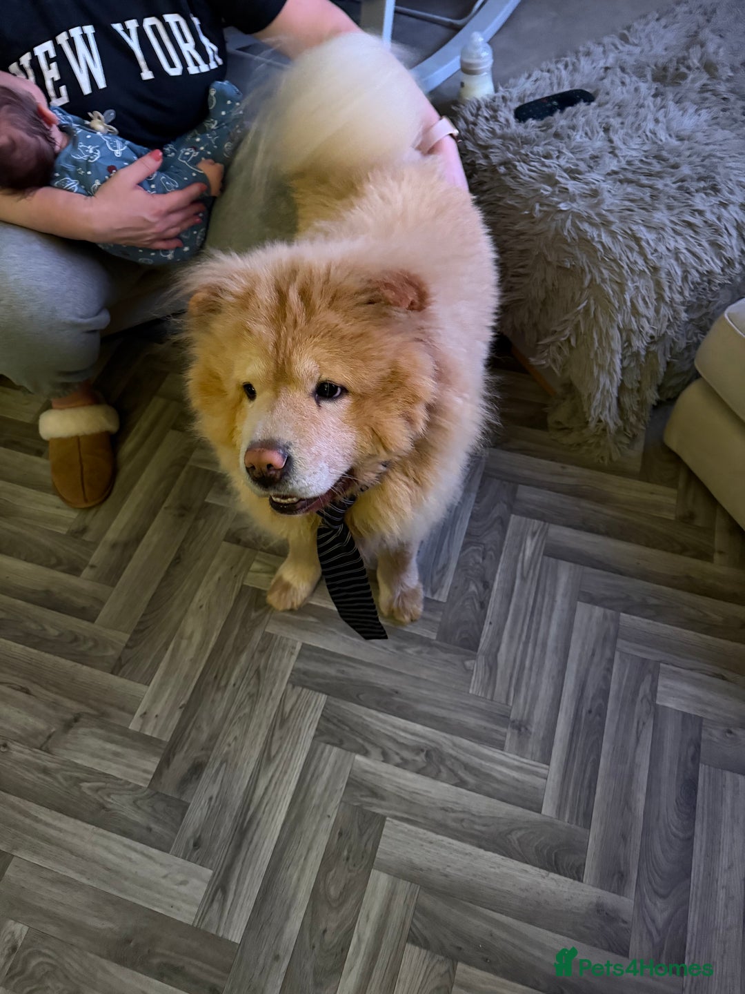 Chow Chow dogs for stud: Lion king - Advert 1