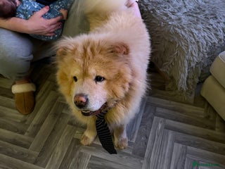 Chow Chow dogs Lion king - Advert 3