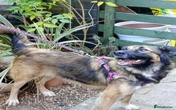 Mixed Breed dogs for adoption: Meet Sidney, currently residing in Cheshire  in Nantwich - Image 14