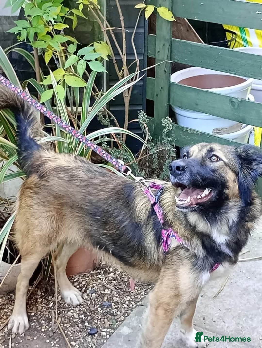 Mixed Breed dogs for adoption: Meet Sidney, currently residing in Cheshire  in Nantwich - Image 14