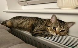 British Shorthair cats for sale: 2 Scottish Fold British Short Hairs - £50 Together - Image 4
