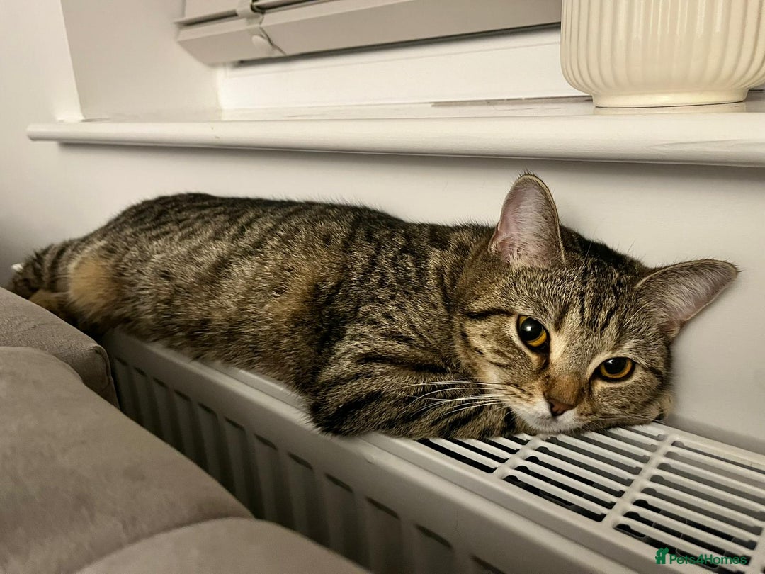 British Shorthair cats for sale: 2 Scottish Fold British Short Hairs - £50 Together - Image 4