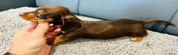 Miniature Dachshund dogs for sale: Exceptional Miniature Dachshund Puppies! - Advert 8