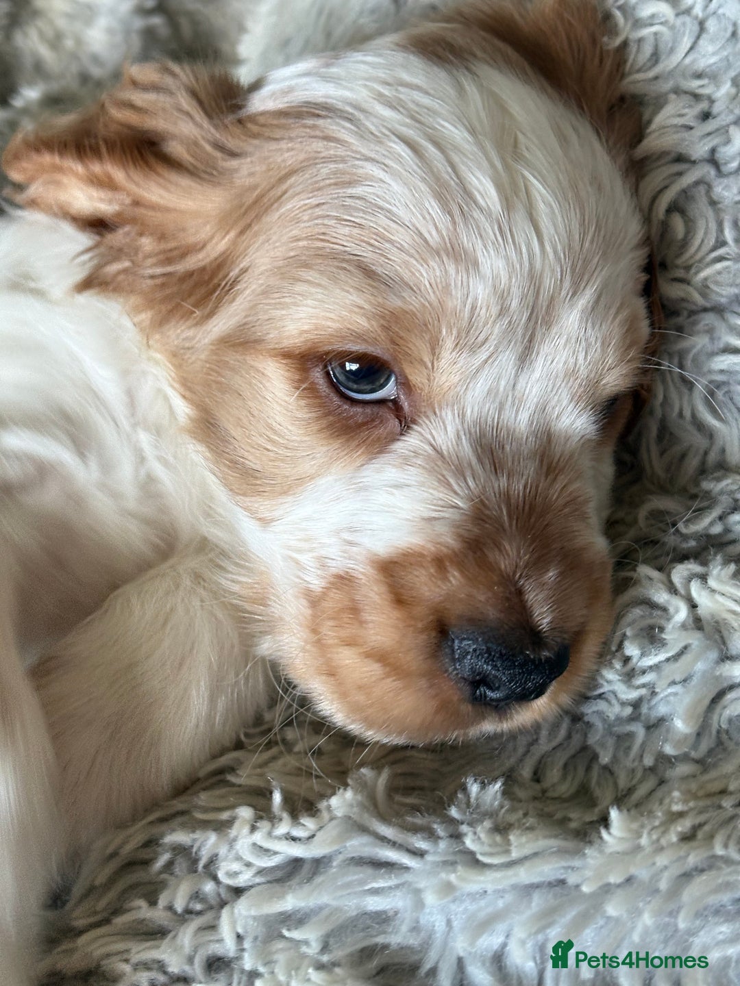 Cocker Spaniel dogs for sale: 2 orange roan cocker spaniels  - Advert 10