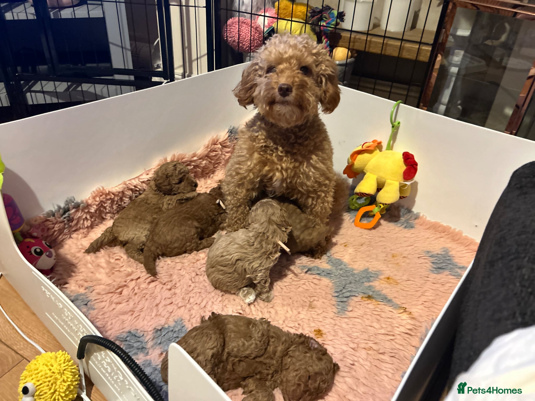 Cockapoo dogs 🐶Last Toy Cockapoo Boy ready 1/5/26🥰 - Advert 2