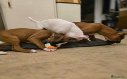 Boxer dogs for sale: Stunning male boxer puppies  - Image 6