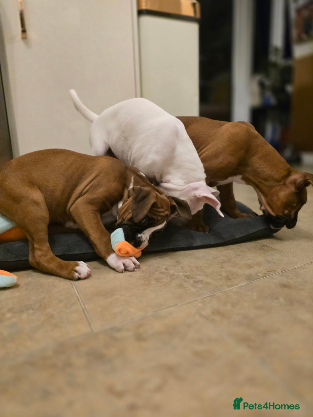 Boxer dogs for sale: Stunning male boxer puppies  - Image 6