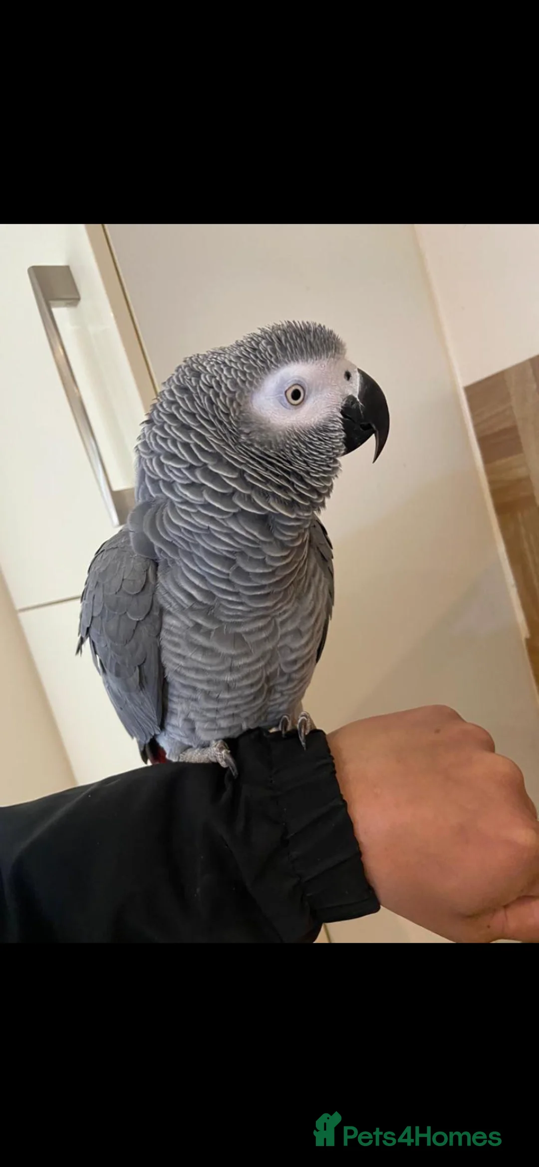 Parrots birds for sale: Tame African grey parrot set up - Advert 3