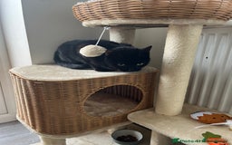 Mixed Breed cats for sale: Female cat - Advert 1