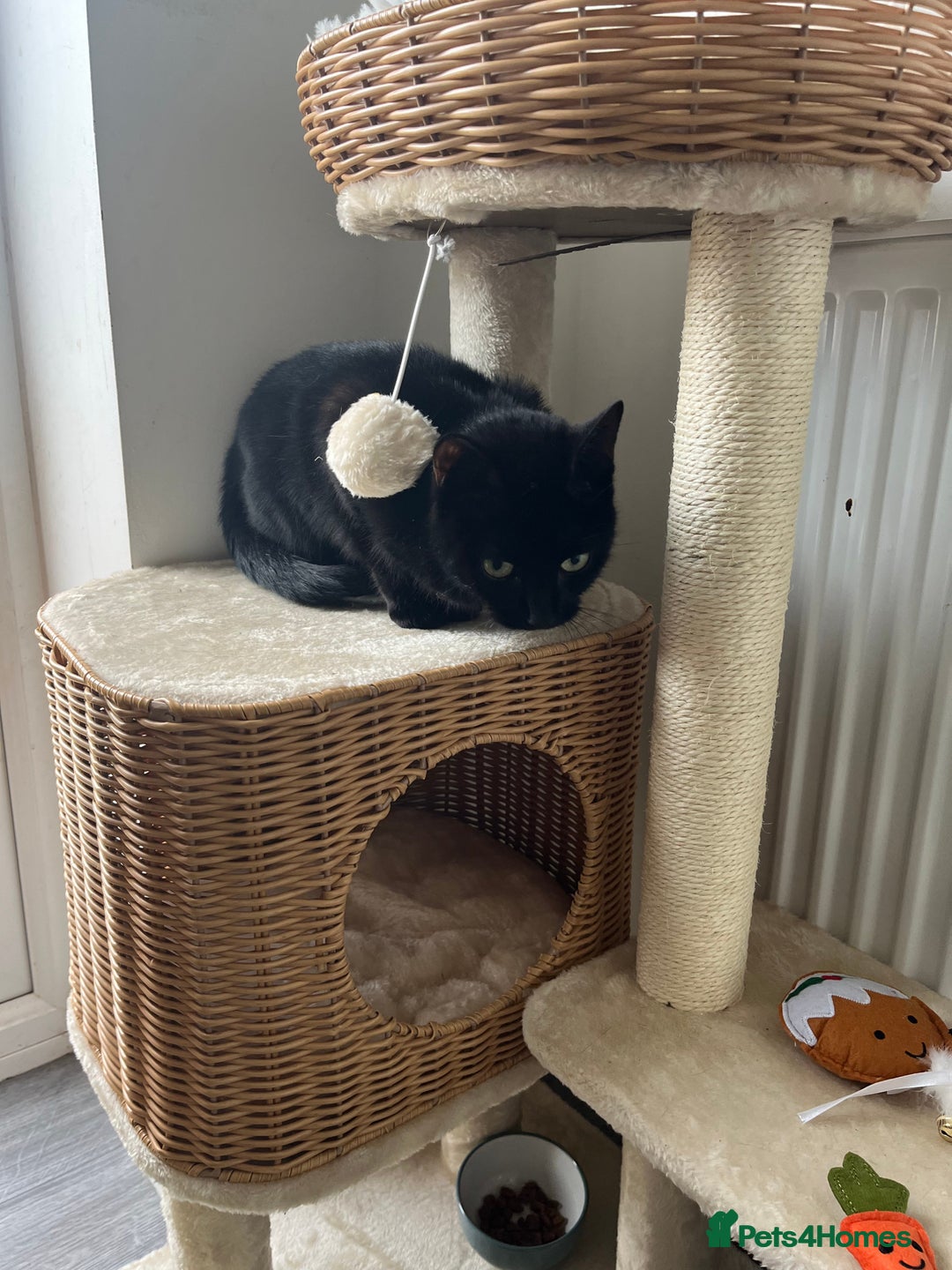 Mixed Breed cats for sale: Female cat - Advert 1