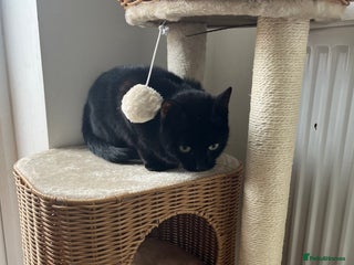 Mixed Breed cats Female cat - Advert 8