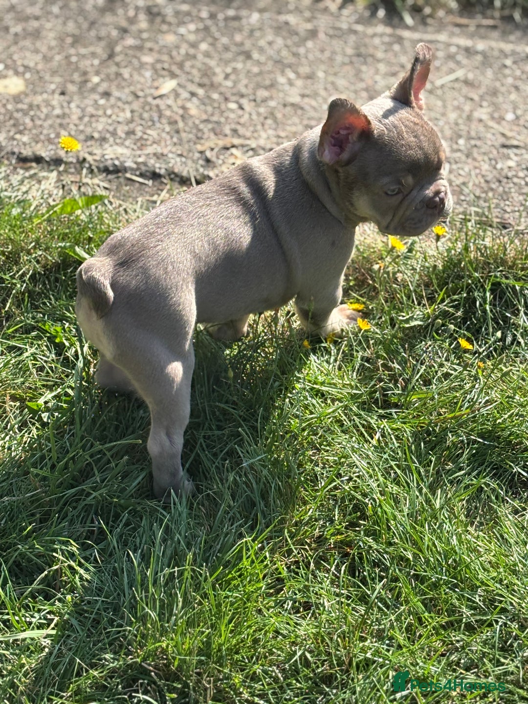 French Bulldog dogs for sale: 11 weeks old Isabella & tan carries fluffy RFG  - Image 21