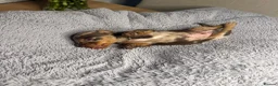 Miniature Dachshund dogs for sale: Miniature Dachshund KC Reg Puppies - Advert 10