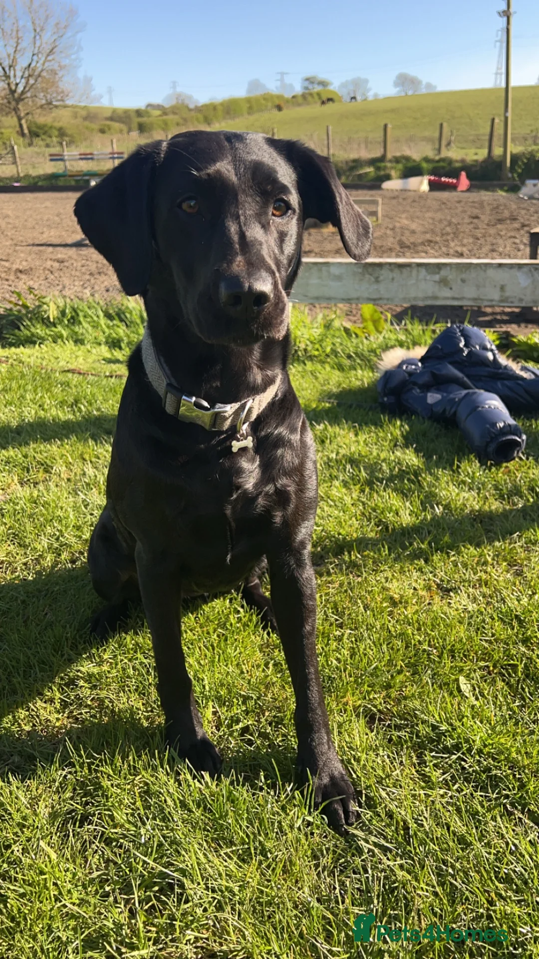 Labrador Retriever dogs for sale: Beautiful Labrador puppies  - Advert 10