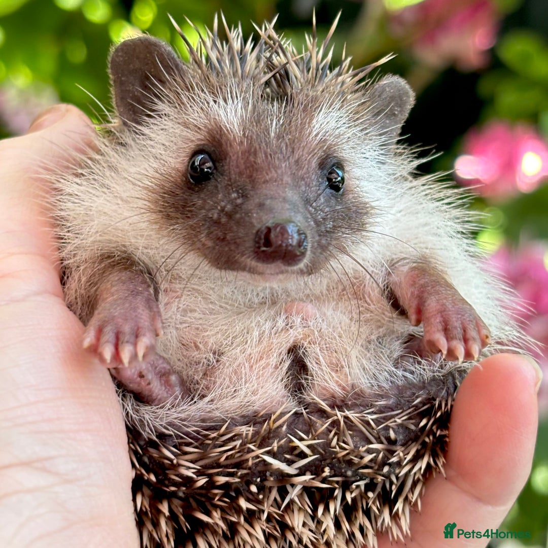Pygmy Hedgehog rodents for sale: Pedigree African Pygmy Hedgehog 04.05.25 in Eastleigh - Image 11