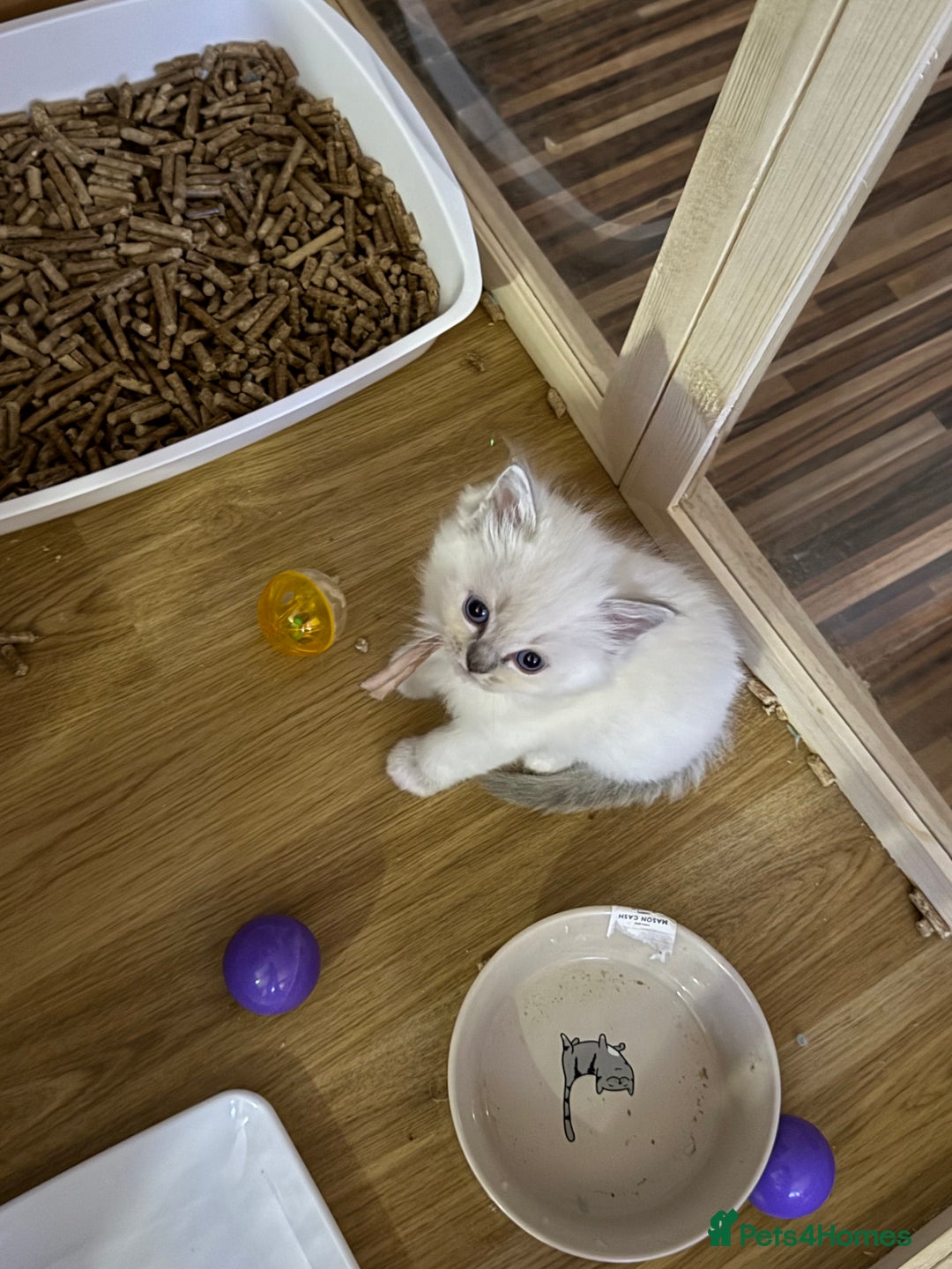 Ragdoll cats for sale: Gccf registered ragdoll kittens  - Image 16
