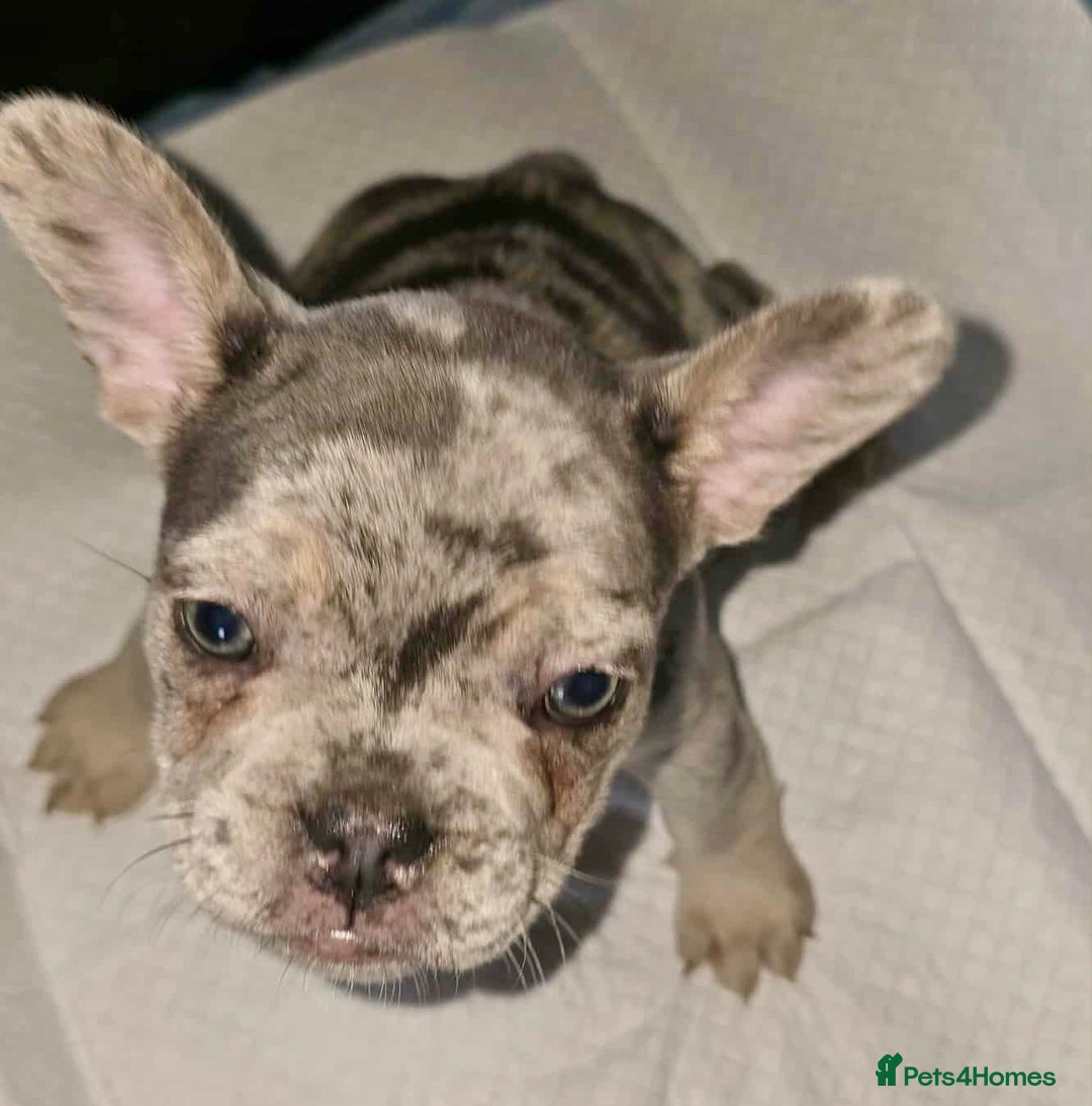 French Bulldog dogs for sale: Stunning litter of French bulldog puppies  - Image 13