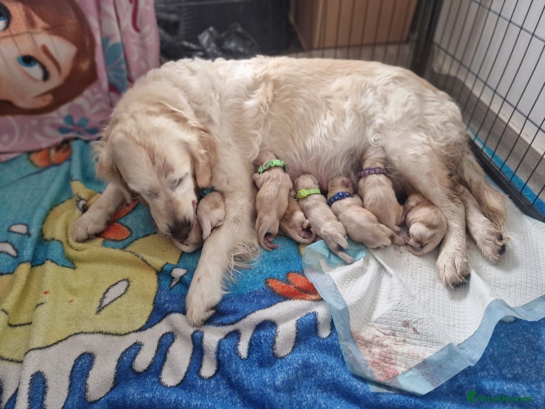 Golden Retriever dogs for sale: 🐾🐕Golden Retriever Puppies 🐶 🐕‍🦺 - Image 13
