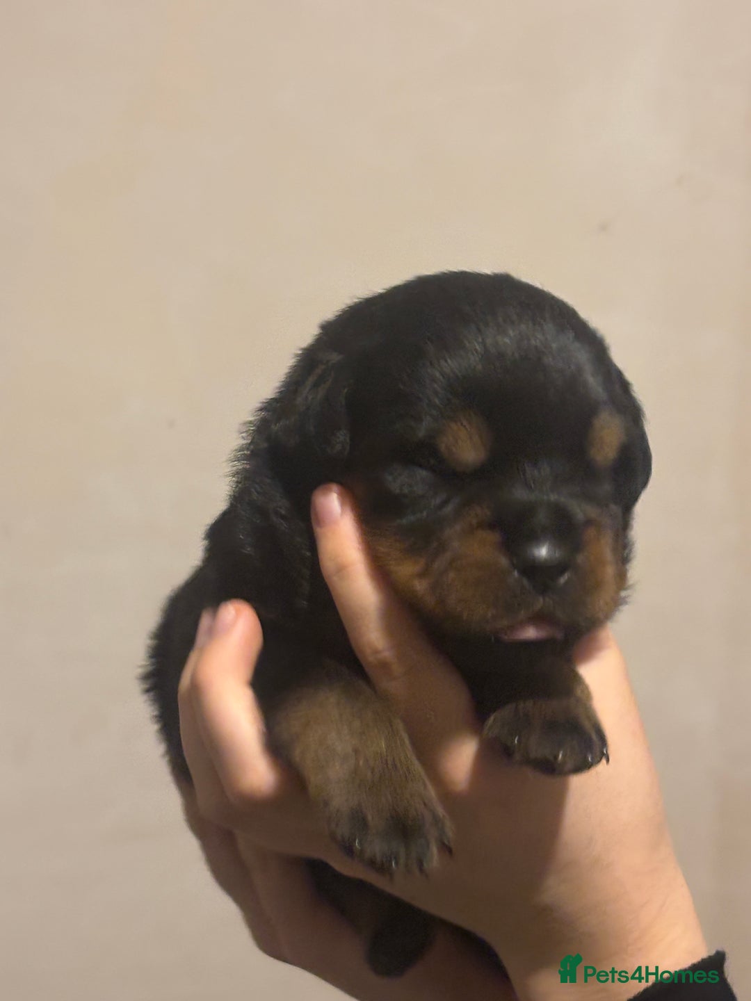 Rottweiler dogs for sale: Rottweiler puppies - Image 7
