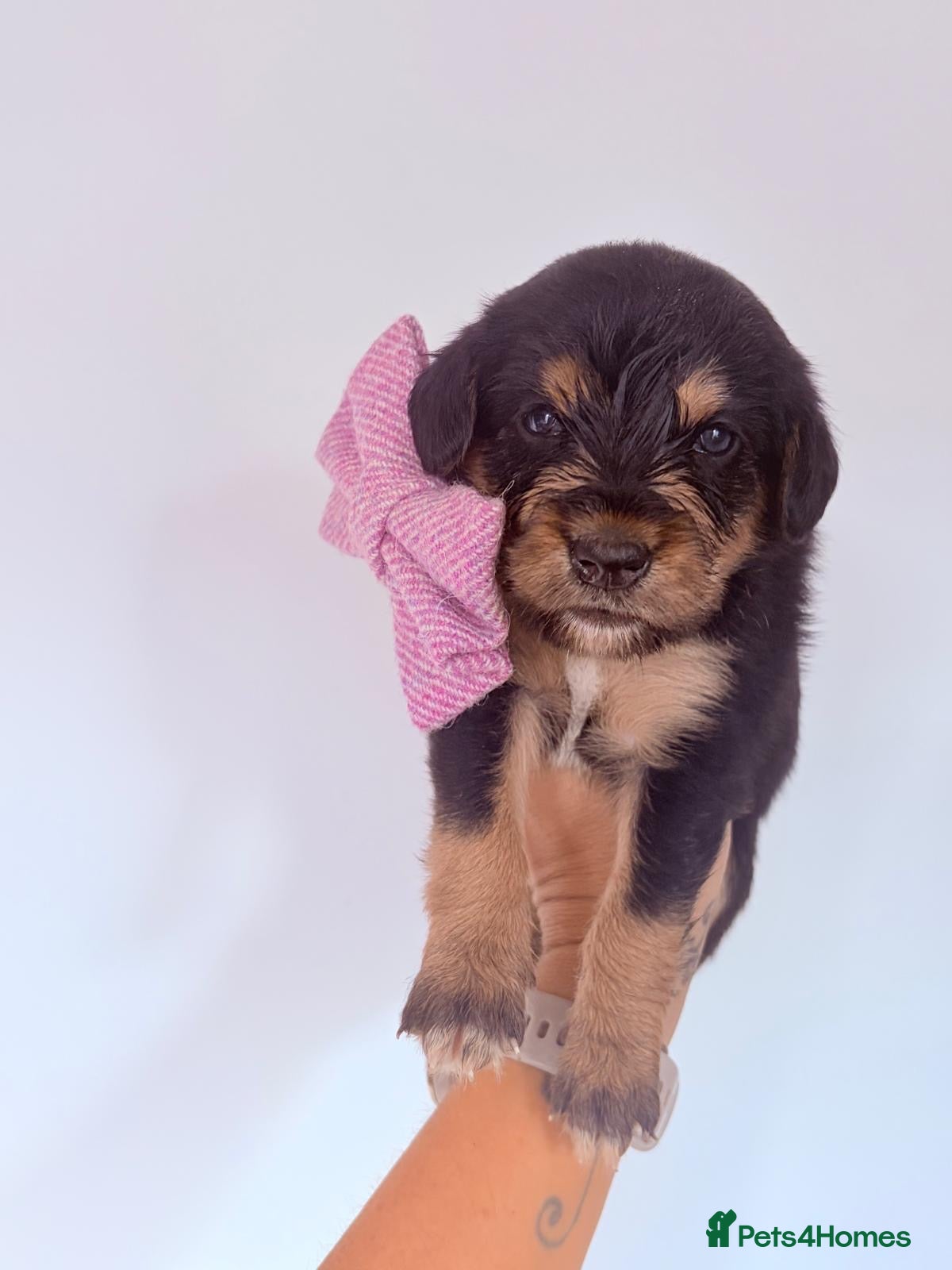 Mixed Breed dogs 🐾 Beautiful Colipoo Puppies – 4 Girls and 3 boys - Advert 2