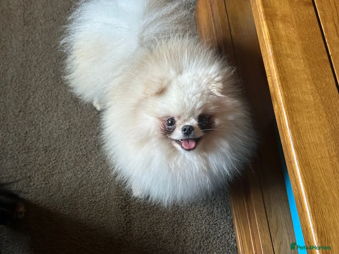 Pomeranian dogs for stud: Tiny White/cream Teddy Pomeranian stud  - Advert 5